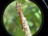 Sympetrum sanguineum